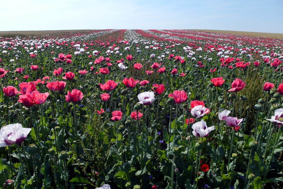 Flowers blossom bloom
