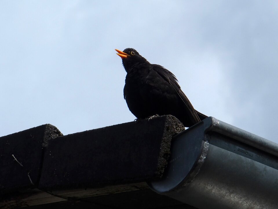 Blackbird whistles from roof blackbird male blackbird