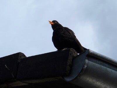 Blackbird whistles from roof blackbird male blackbird