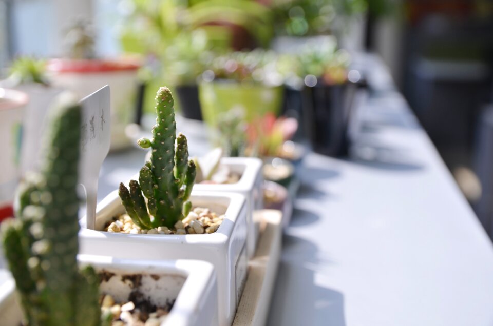 Sunshine plant window sill