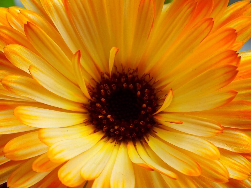 Calendula yellow flower summer flower