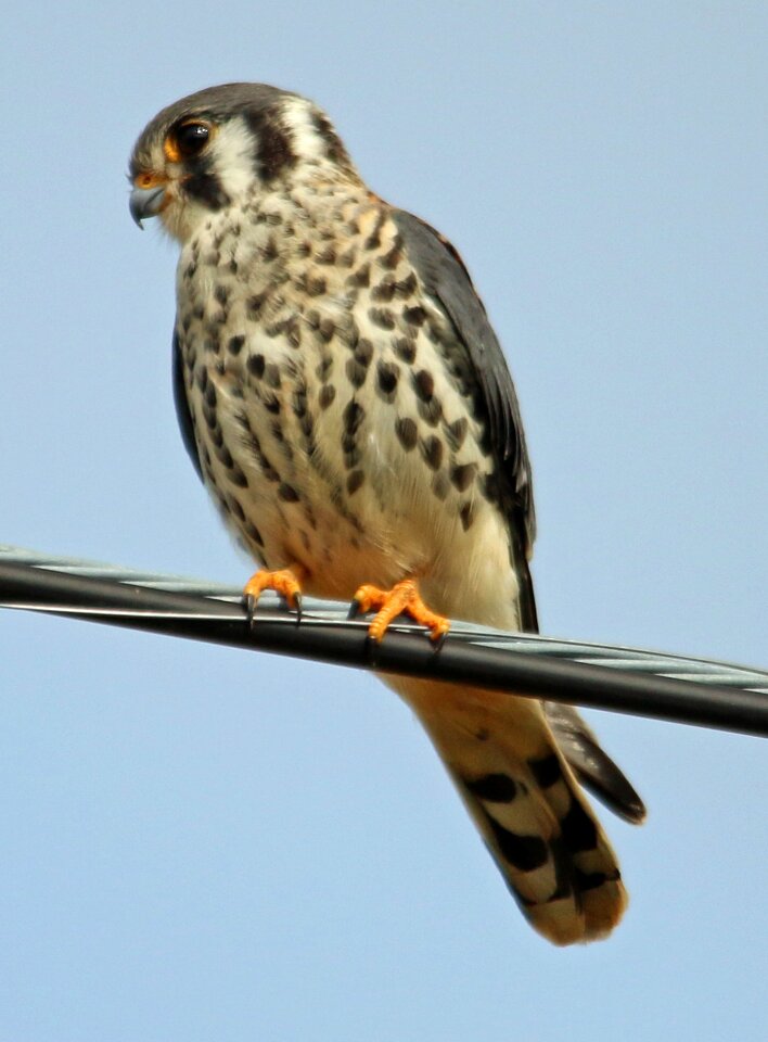 Bird american wildlife