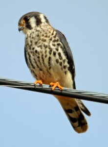 Bird american wildlife photo