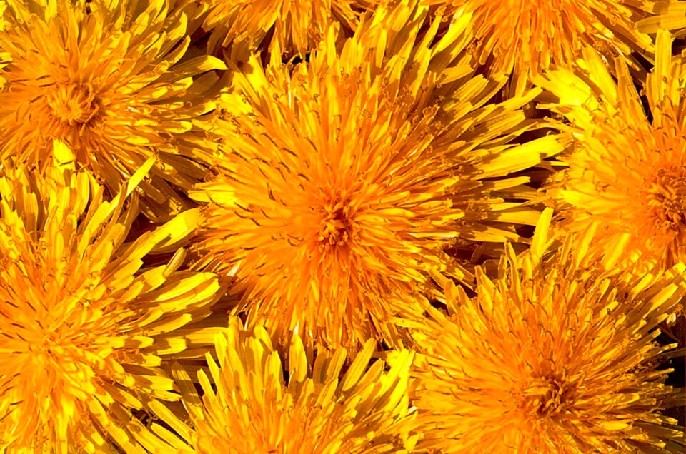 Dandelion blossom bloom