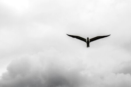 Bird cloud himmel