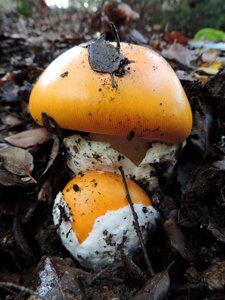 Natural park egg yolk amanita photo