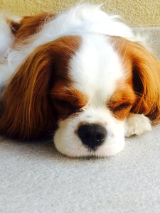 Charles spaniel cute