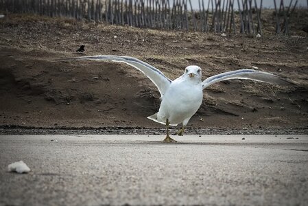 Seabird wild birds wild animal