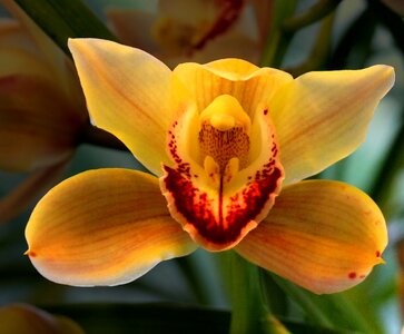 Orchidea decorative beauty photo