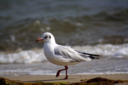 Baltic sea coast animal