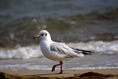 Baltic sea coast animal photo