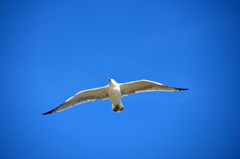 Gull sea maritime