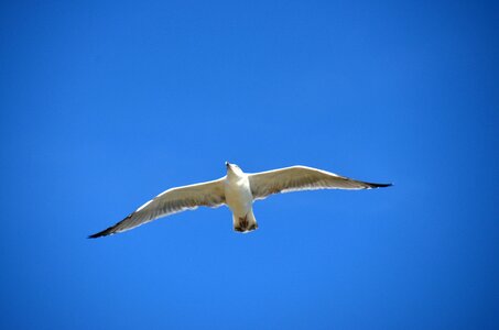 Gull sea maritime photo