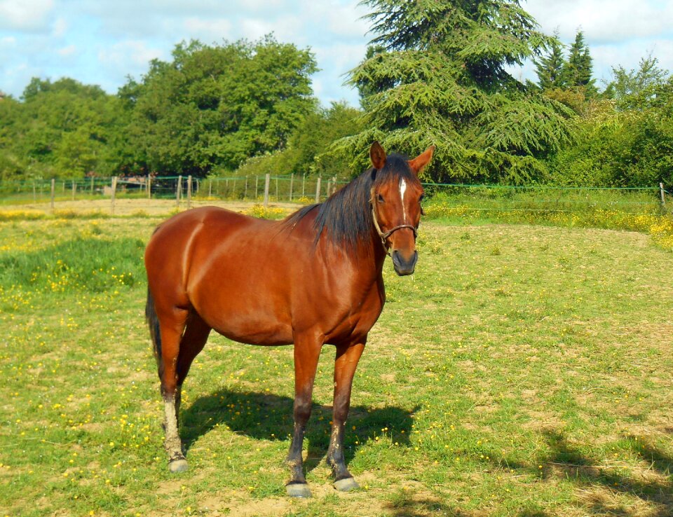 Pure arab blood breeding mare