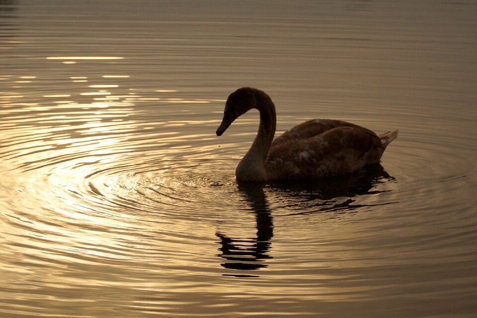 Sunset romance reflection