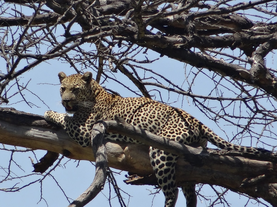 Leopard prey dead tree