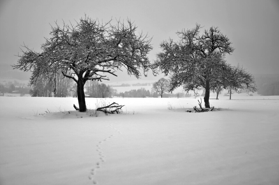 Winter trees field frosty