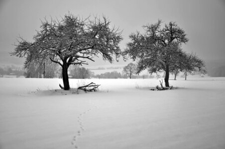 Winter trees field frosty