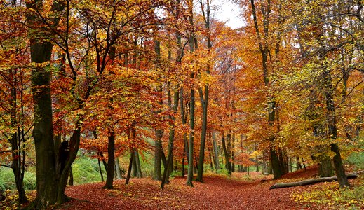 Forest autumn trees