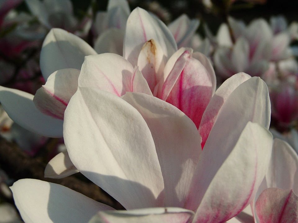 Magnoliengewaechs magnolia blossom purple photo