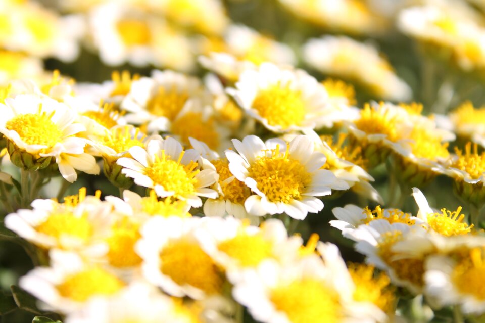 Flowers flower garden happiness