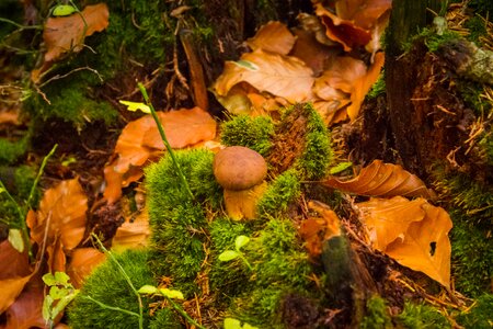 Fungus boletus moss