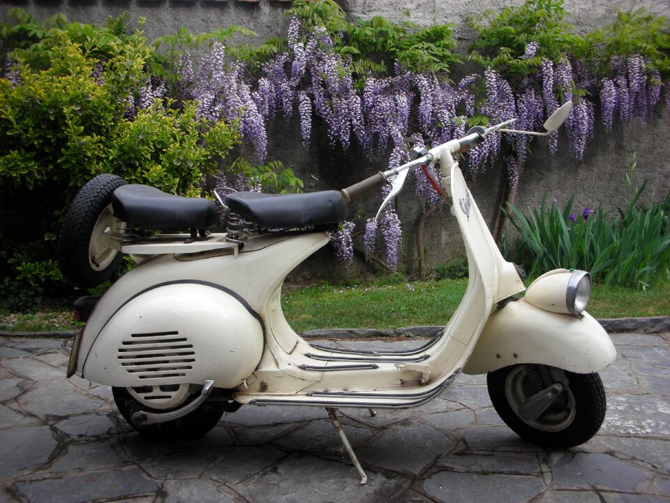 Wisteria vintage moto