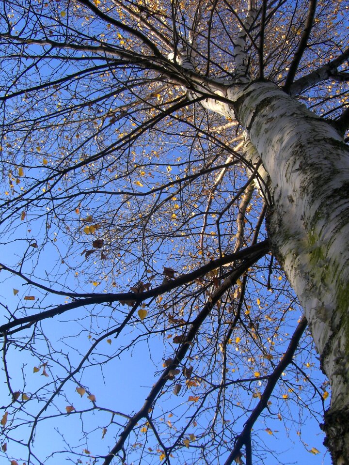 Nature fall landscape