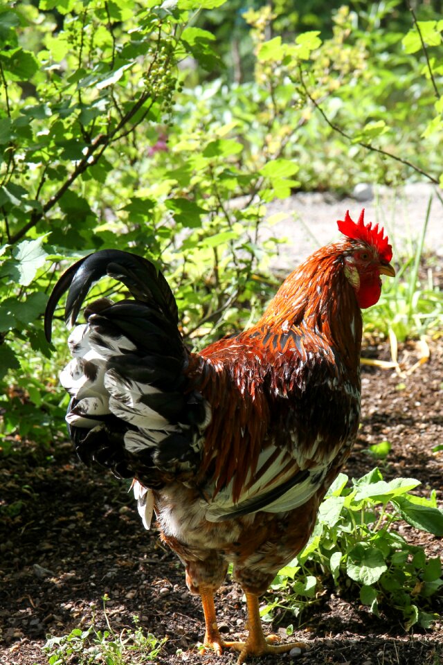 Bird rooster hen