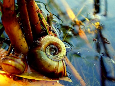 Seashells water river
