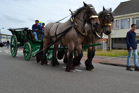 Tholen zeeland horses historical photo