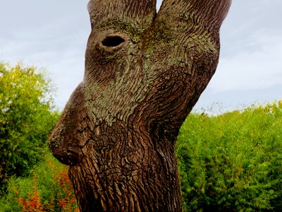 Fantasy tree spirit tree essence