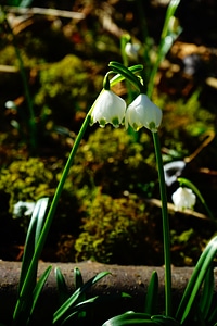 Bloom white forest