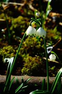 Bloom white forest photo