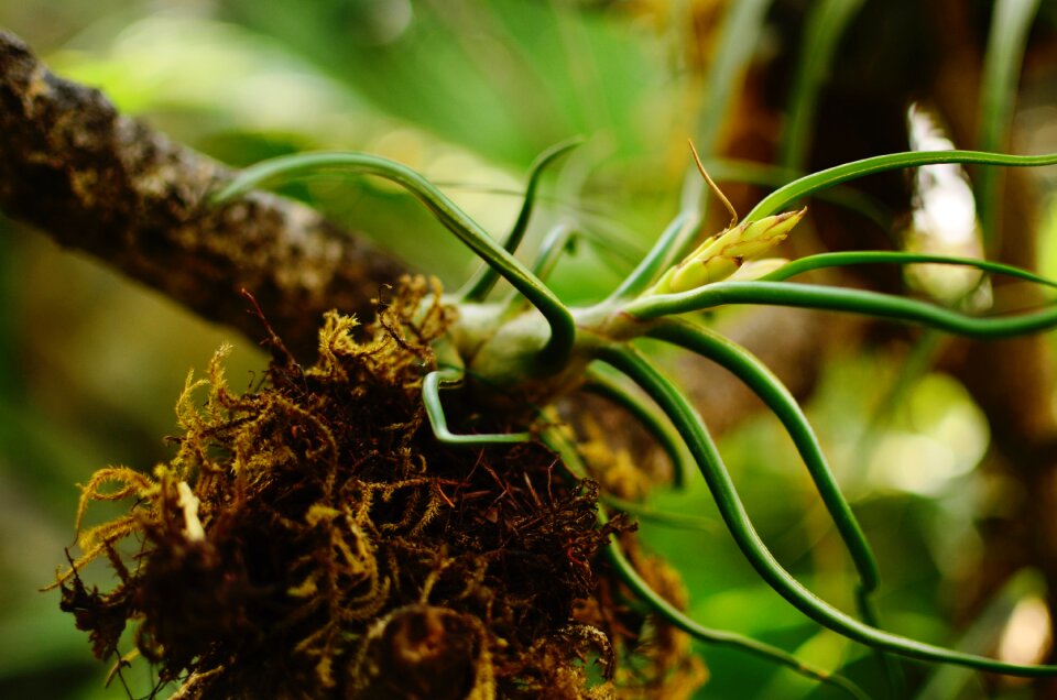 Growth conservatory