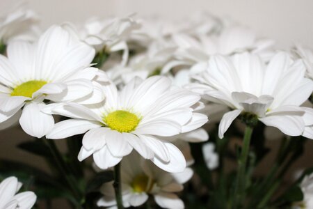 Plant flower bouquet