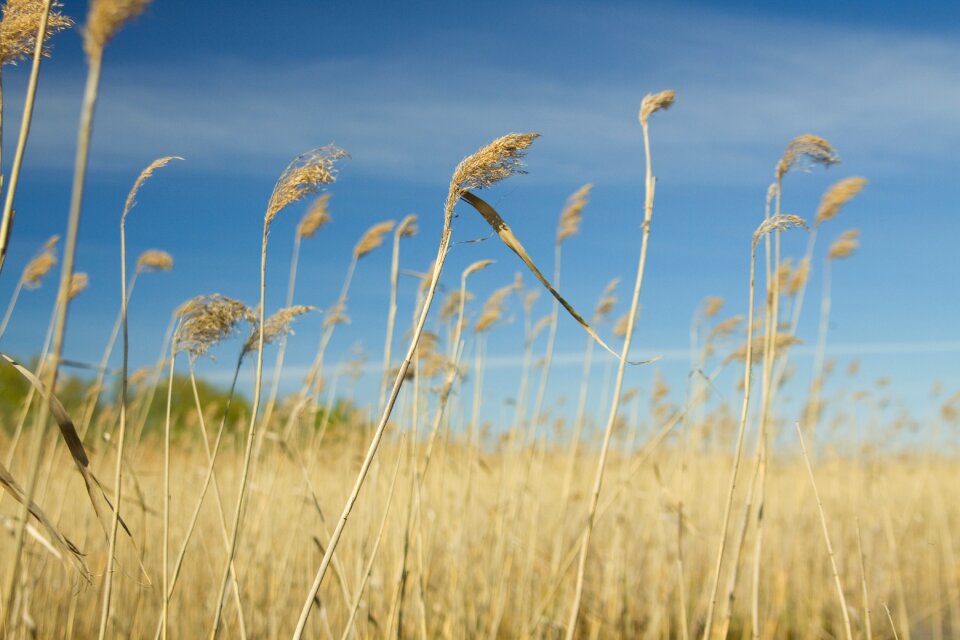 Sky dry grass