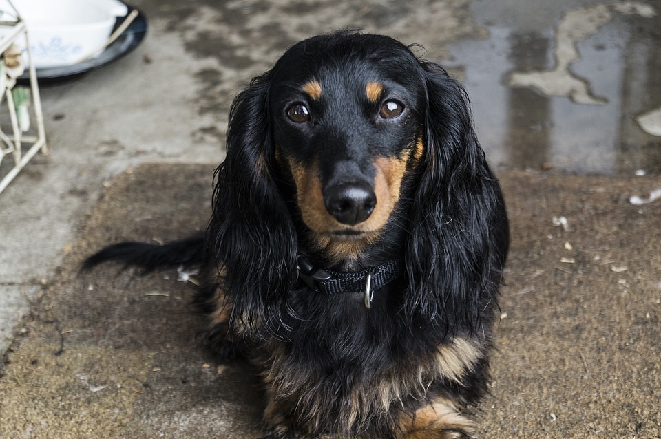 Animal puppy canine