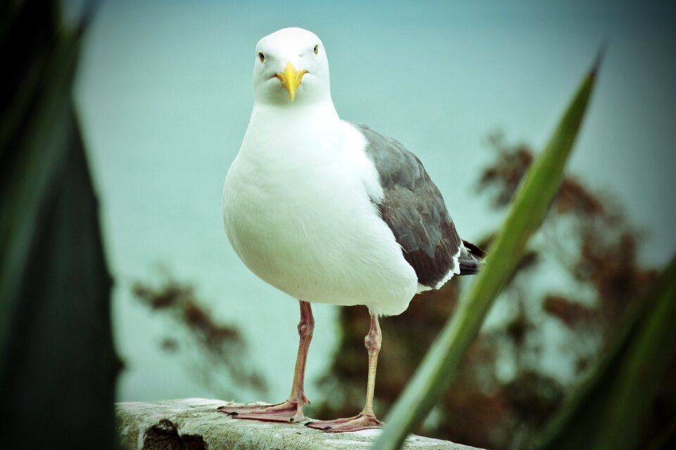 Bird animals seevogel