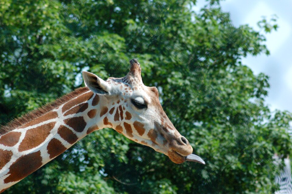 Tongue sticking tongue out mammal