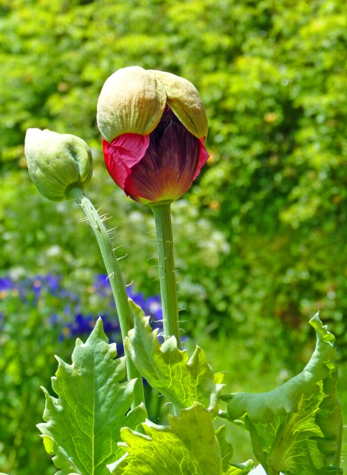 Button nature garden