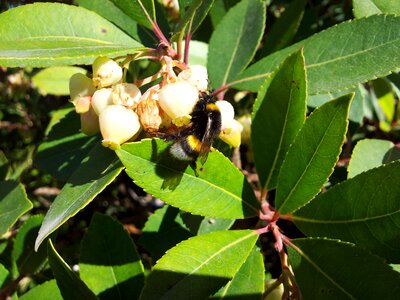 Bee flower leaves