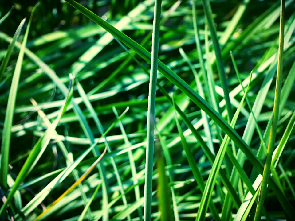 Plants grass background