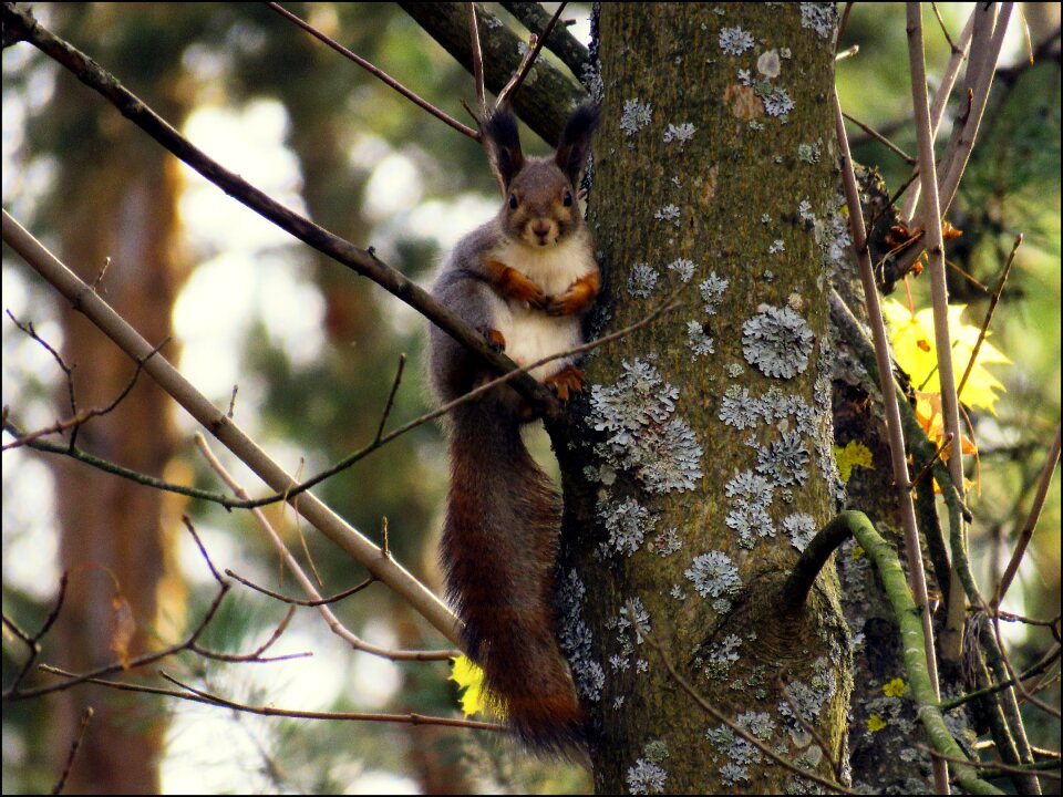 Squirrel animal fur