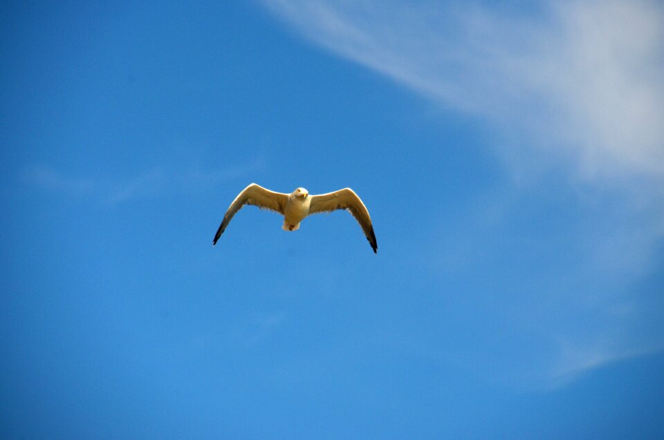 Gull sea maritime