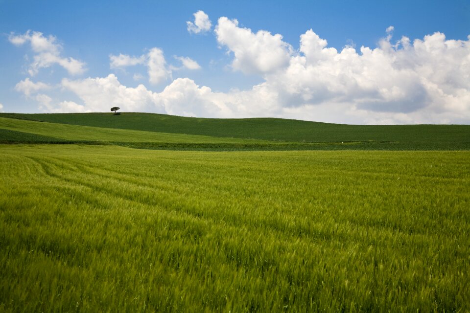 Tree landscape field photo