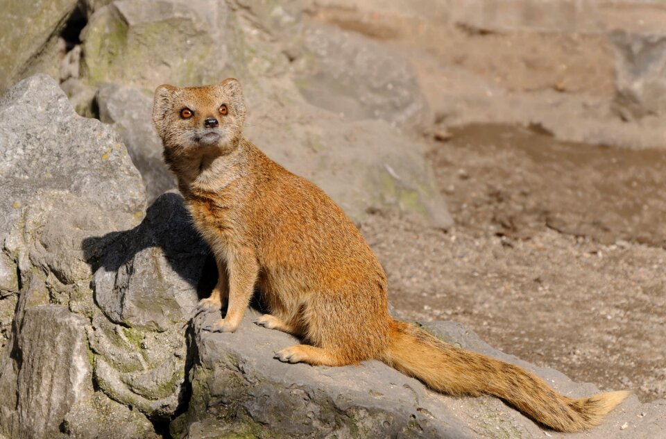 Animals mongoose yellow