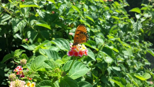 Summer wing orange