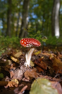 Symbol of good luck lucky guy red fly agaric mushroom photo