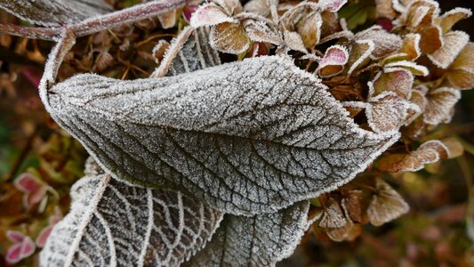 Hydrangea frozen cold